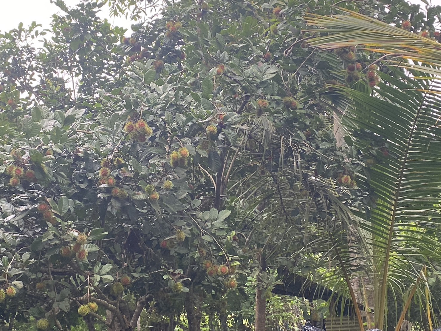 ขายสวนเงาะทุเรียน  2  ไร่หลังเซเว่นทุ่งช้าง สวนสักติดน้ำน่าน จ.น่าน