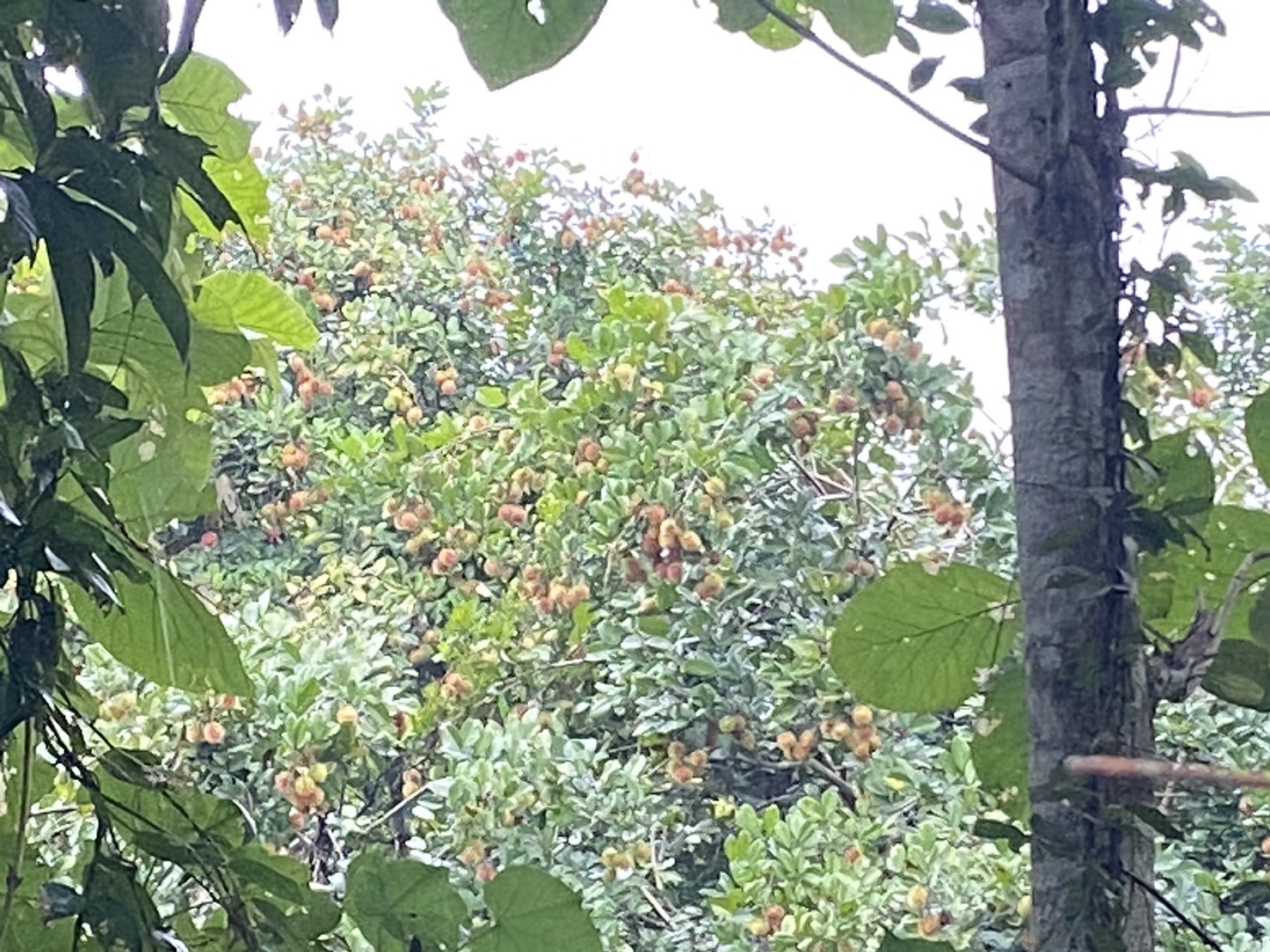 ขายสวนเงาะทุเรียน  2  ไร่หลังเซเว่นทุ่งช้าง สวนสักติดน้ำน่าน จ.น่าน