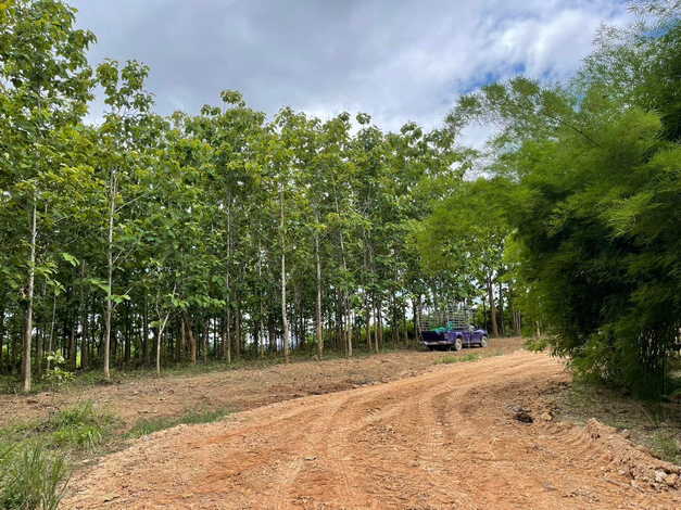 ขายที่ดินสวย แปลงใหญ่ 62 ไร่ ห่างถนนทางหลวง 900 เมตร อ.ปง จ.พะเยา คุ้มค่าน่าลงทุนมาก