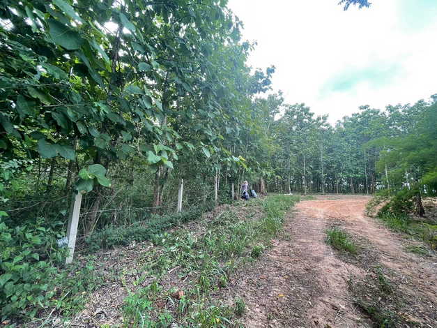 ขายที่ดินสวย แปลงใหญ่ 62 ไร่ ห่างถนนทางหลวง 900 เมตร อ.ปง จ.พะเยา คุ้มค่าน่าลงทุนมาก