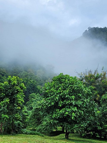 ขายที่ดินทำเลสวย อำเภอแม่วาง จังหวัดเชียงใหม่ ขนาด 118 ไร่ 2 งาน (มีที่งอก)