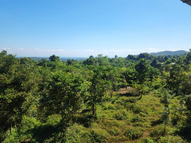 ขายที่ดินทำเลสวย อำเภอแม่วาง จังหวัดเชียงใหม่ ขนาด 118 ไร่ 2 งาน (มีที่งอก)