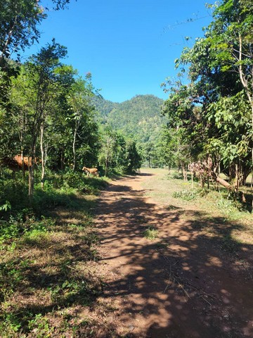 ขายที่ดินทำเลสวย อำเภอแม่วาง จังหวัดเชียงใหม่ ขนาด 118 ไร่ 2 งาน (มีที่งอก)