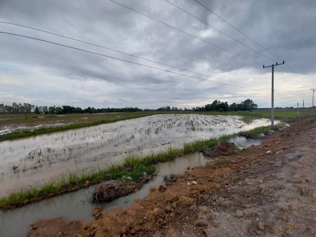 ขายที่นา พื้นที่ 31 ไร่1 งาน 69 ตารางวา ติดแยกเลี่ยงเมืองชุมแสง   นครสวรรค์  ZK172