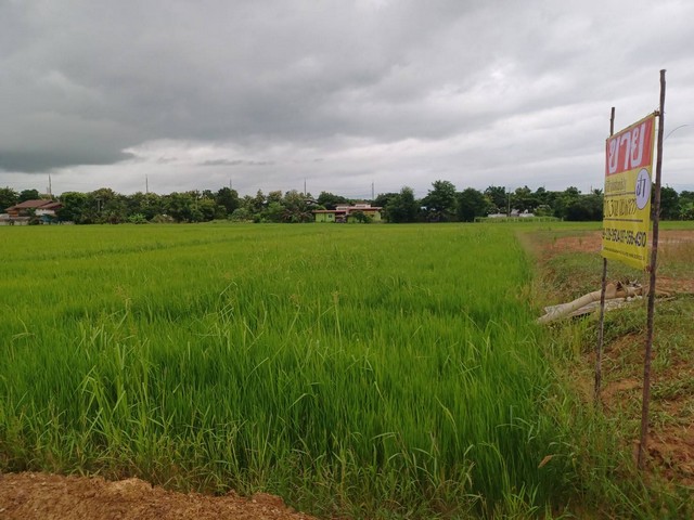 ขายที่ดินเปล่า 2 - 3 - 0 ไร่  ต.ท่าโพธิ์ อ.เมือง จ.พิษณุโลก   ZK180