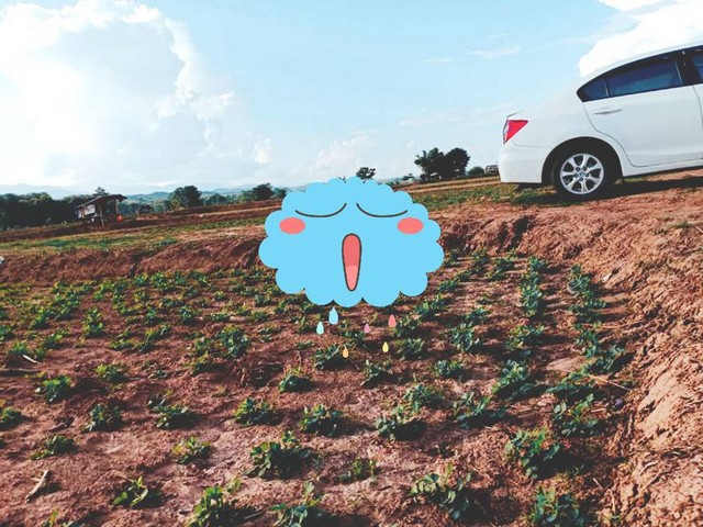 ที่ติดแม่น้ำ ต.ศรีภูมิ อ.ท่าวังผา ขายเช่า1000บาท/ไร่/ปี เมืองน่าน ติดแหล่งน้ำสำคัญ น้ำน่านสายหลักเมืองเหนือ น้ำใสไหลรินตลอดปี  ตำบลศรีภูมิ อ.ท่าวังผา จ.น่าน 850000 บาท สวยมากวิวน้ำน่านฟ้าใสอากาศดี