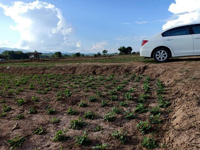 ที่ติดแม่น้ำ ต.ศรีภูมิ อ.ท่าวังผา ขายเช่า1000บาท/ไร่/ปี เมืองน่าน ติดแหล่งน้ำสำคัญ น้ำน่านสายหลักเมืองเหนือ น้ำใสไหลรินตลอดปี  ตำบลศรีภูมิ อ.ท่าวังผา จ.น่าน 850000 บาท สวยมากวิวน้ำน่านฟ้าใสอากาศดี