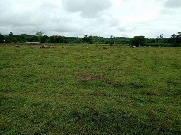 ขายที่ดิน สวนเกษตร และเลี้ยงสัตว์ ติดแม่น้ำน่าน 110 ไร่ เข้าออกได้หลายทาง บ้านวังผา  ตำบลทุ่งช้าง น่าน 