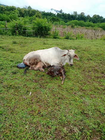 ขายที่ดิน สวนเกษตร และเลี้ยงสัตว์ ติดแม่น้ำน่าน 110 ไร่ เข้าออกได้หลายทาง บ้านวังผา  ตำบลทุ่งช้าง น่าน 