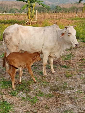 ขายที่ดิน สวนเกษตร และเลี้ยงสัตว์ ติดแม่น้ำน่าน 110 ไร่ เข้าออกได้หลายทาง บ้านวังผา  ตำบลทุ่งช้าง น่าน 