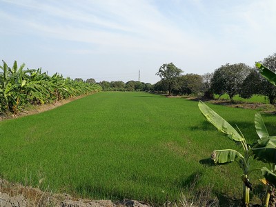 ที่ดิน 11.78 ไร่ ขายด่วน ไร่ละ 1.5 ลบ.  ติดคลอง ติดถนน ราษฏร์นิยม มีน้ำ ไฟ พร้อม