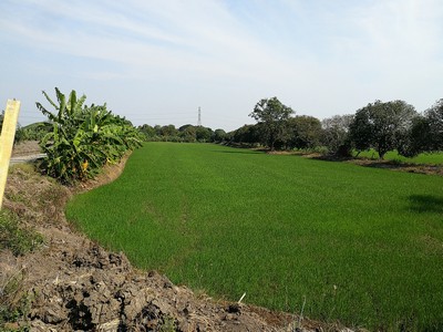ที่ดิน 11.78 ไร่ ขายด่วน ไร่ละ 1.5 ลบ.  ติดคลอง ติดถนน ราษฏร์นิยม มีน้ำ ไฟ พร้อม