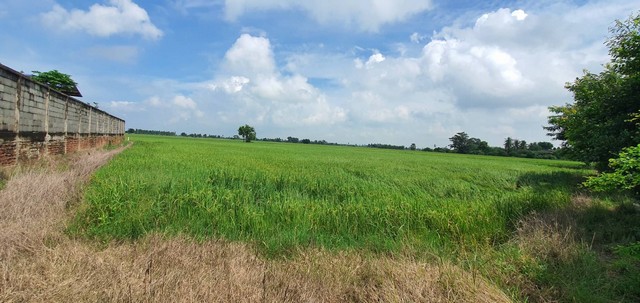 ขายด่วนที่ดิน แบ่งขาย ที่ดินขนาด 34 ไร่ ริมถนน 340 ตำบลแพรกศรีราชา อำเภอสรรคบุรี จังหวัดชัยนาท