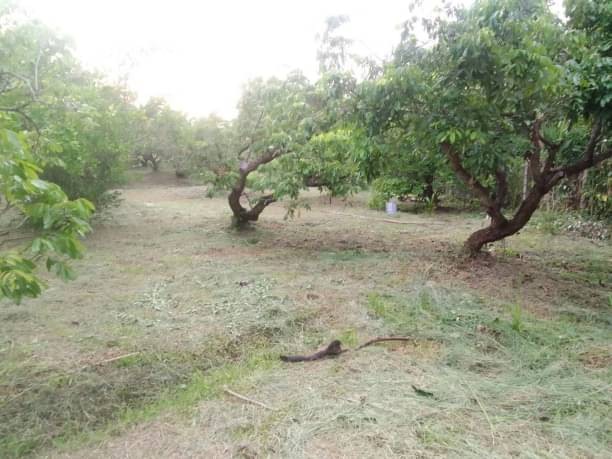 ขายที่สวน เพียง 1.3 ล้าน เนื้อที่ 200 ตรว. #เมืองเล็น #สันทราย