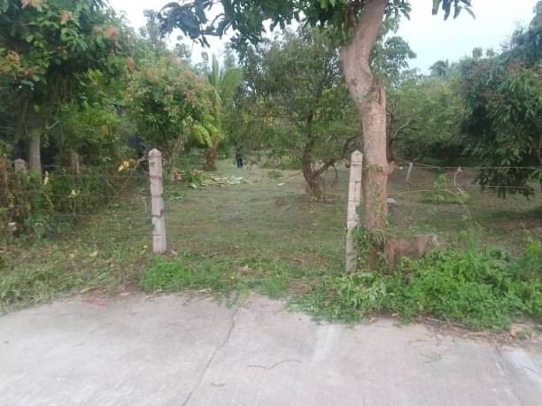 ขายที่สวน เพียง 1.3 ล้าน เนื้อที่ 200 ตรว. #เมืองเล็น #สันทราย