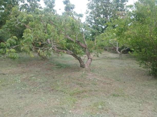 ขายที่สวน เพียง 1.3 ล้าน เนื้อที่ 200 ตรว. #เมืองเล็น #สันทราย