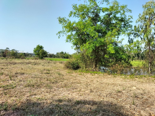 ขายที่ดินสวยแปลงใหญ่ 9 ไร่ ทำเลดี อยู่ใกล้ชุมชน หน้ากว้าง 19 เมตร ลึก 227 เมตร