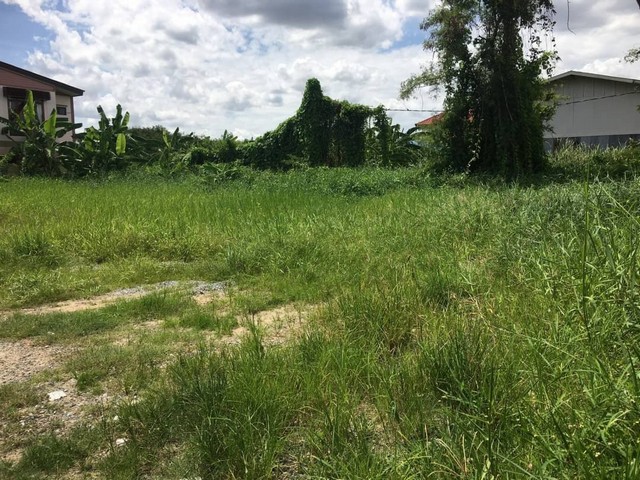 ขายที่ดิน เฉลิมพระเกียรติ ร.9 ซ.61  เนื้อที่ 198 ตรว. ประเวศ กทม.   ZT256