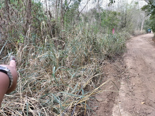 ขายที่ดิน 7-0-99.8 ไร่ ที่ดินปลูกต้นสักทองอายุ 10 ปี หน้ากว้าง 109 เมตร ลึก 184  เมตร