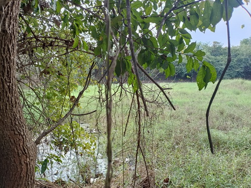 ขายที่ดิน 7-0-99.8 ไร่ ที่ดินปลูกต้นสักทองอายุ 10 ปี หน้ากว้าง 109 เมตร ลึก 184  เมตร