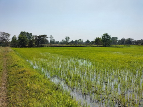 ขายที่ดินสวยแปลงใหญ่ 9 ไร่ ทำเลดี อยู่ใกล้ชุมชน หน้ากว้าง 19 เมตร ลึก 227 เมตร