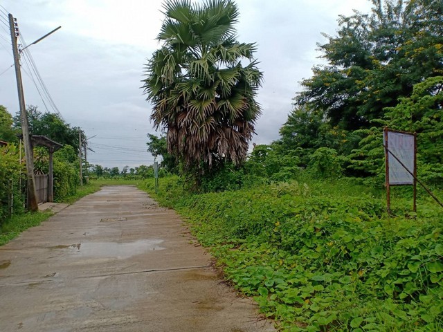 ขายด่วนที่ดินสวย 300 ตารางวา ในเทศบาลนครเมือง จ.พิษณุโลก   ZK198  