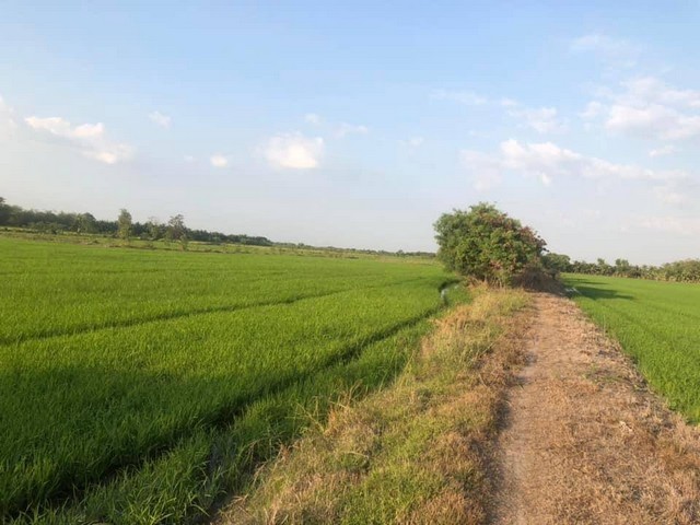 ที่นาแปลงเล็กแบ่งขายแถวลาดหลุมแก้วปทุมธานี ราคาคุยกันได้  ลาดหลุมแก้ว ปทุม การเกษตรดินดีวิวสวย บ่อเงินปุทม ใกล้แหล่งน้ำเหมาะทำเกษตร  ใกล้ชุมชน 5ไร่  อำเภอลาดหลุมแก้ว ปทุมธานี ลาดหลุมแก้วไร่ละ 1ลบ. โทร 083-7124115