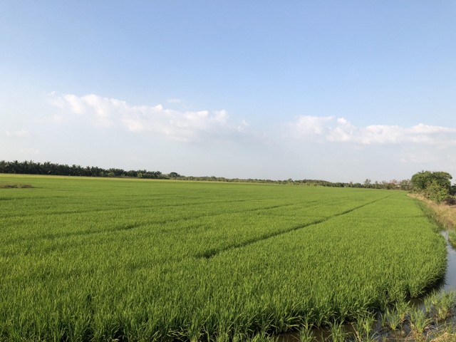 ที่นาแปลงเล็กแบ่งขายแถวลาดหลุมแก้วปทุมธานี ราคาคุยกันได้  ลาดหลุมแก้ว ปทุม การเกษตรดินดีวิวสวย บ่อเงินปุทม ใกล้แหล่งน้ำเหมาะทำเกษตร  ใกล้ชุมชน 5ไร่  อำเภอลาดหลุมแก้ว ปทุมธานี ลาดหลุมแก้วไร่ละ 1ลบ. โทร 083-7124115