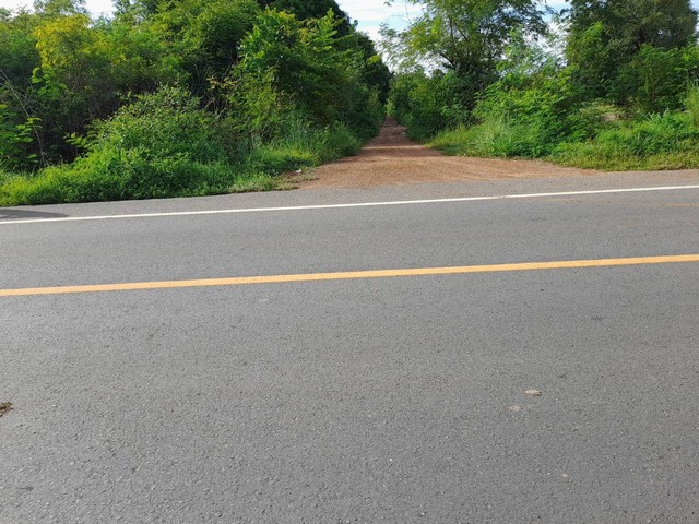 ขายที่นา 13-2-40 อ.หนองมะโมง ต.หนองมะโมง จ.ชัยนาท    ZK174