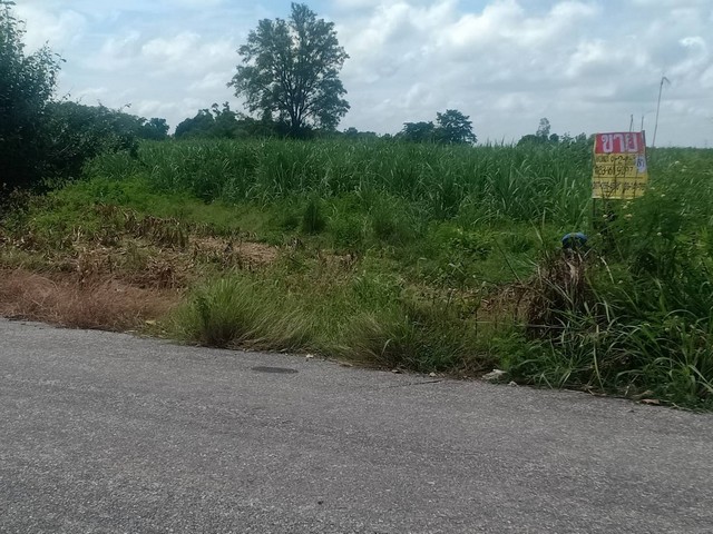 ขายด่วนที่ดินราคาถูก ทำเลดี 9-2-85  ไร่  ถนนสาย พิษณุโลก-อุตรดิตถ์  อ.พรหมพิราม จ.พิษณุโลก  ZK183