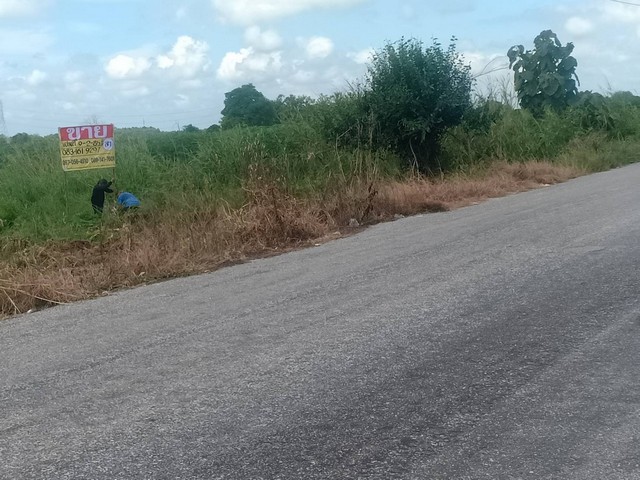 ขายด่วนที่ดินราคาถูก ทำเลดี 9-2-85  ไร่  ถนนสาย พิษณุโลก-อุตรดิตถ์  อ.พรหมพิราม จ.พิษณุโลก  ZK183