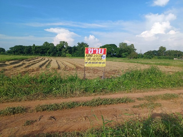 ขายด่วนที่ดินเปล่า 3-0-73  ไร่ ล้อมรอบด้วยหอพัก  รีสอร์ท ต.ท่าโพธิ์ อ.เมือง จ.พิษณุโลก  ZK202