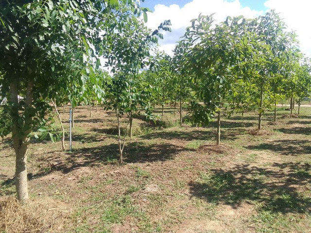 ขายที่ดิน 6 แปลง เเปลงละ 80 ตร.วา ถมดินแล้ว มีถนนคอนกรีตรอบ อยู่กลางชุมชน 