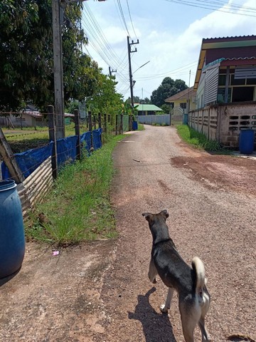 ขายบ้านพร้อมที่ดิน ขนาด 3 งาน 7 ตารางวา อำเภอศรีมโหสถ จังหวัดปราจีนบุรี