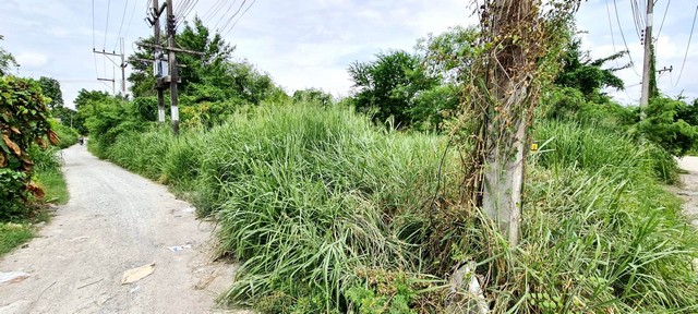พื้นที่ดิน - ขนาดพื้นที่ 50 sq.wa  ใกล้ ทำเลดี แปลงสวย เหมาะสร้างที่พักอาศัย แปลงมุม ทำให้สามารถเลือกทำประตูเข้า-ออก ที่พักอาศัยได้สะดวก ตามสไตล์ที่ต้องการได้ง่าย อยู่ใกล้ชุมชน ใกล้โรงเรียน ใกล้ห้างสรรพสินค้า ใกล้ถนนใหญ่ ใกล้โซนเศรษฐกิจ (ที่ดินน่าลงทุน) ด