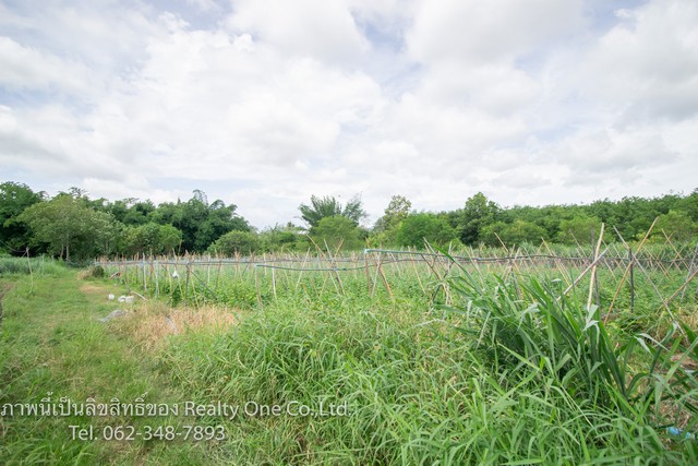 ขาย ที่ดินสวนผึ้ง ที่ดิน นส.3 ก. แปลงสวย ติดถนน หนองพันจันทร์ จ.ราชบุรี