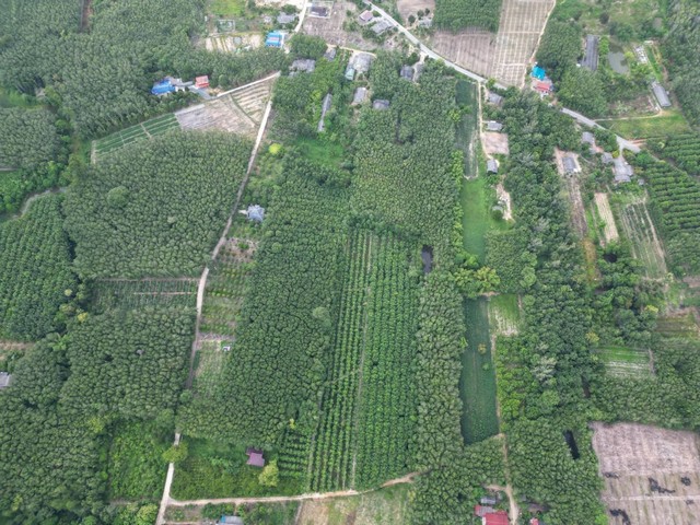 ขายที่ดินระยอง 10-2-78.2ไร่ ต.บางบุตร อ.บ้านค่าย จ.ระยอง   ZW266