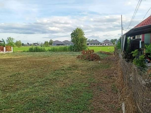 ขายที่ดินตรว.ละ 16,000 บาท 200 ตรว. #ต้นเปา #สันกำแพง #ที่ดินผืนสี่เหลี่ยม สวย มองเห็นวิวทุ่งนา แหล่งชุมชน ไม่เปลี่ยว