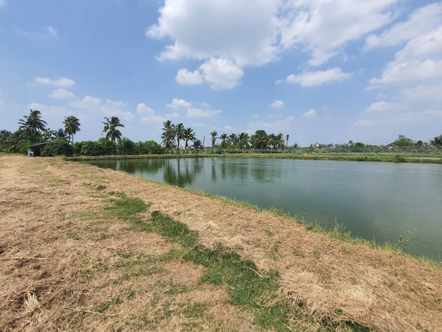 ขายที่ดินสี่เหลี่ยมผืนผ้า จากถนน 300 เมตร แถวพุทธมณฑลสาย 8  เนื้อที่ 8-3-27.1 ไร่ ทำเลดี  ใกล้สนามกอล์ฟ กฤษดานคร ซิตี้กอล์ฟ