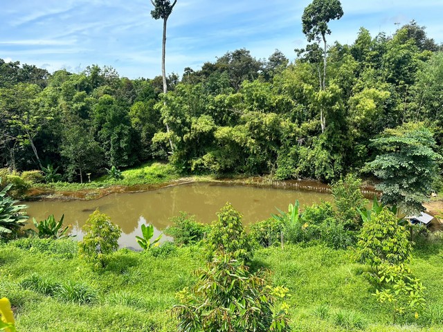 สวนทุเรียนเต็มพื้นที่พร้อมทำต่อ บ้านไฟน้ำครบ  อำเภอ ท่าใหม่ จังหวัด จันทบุรี