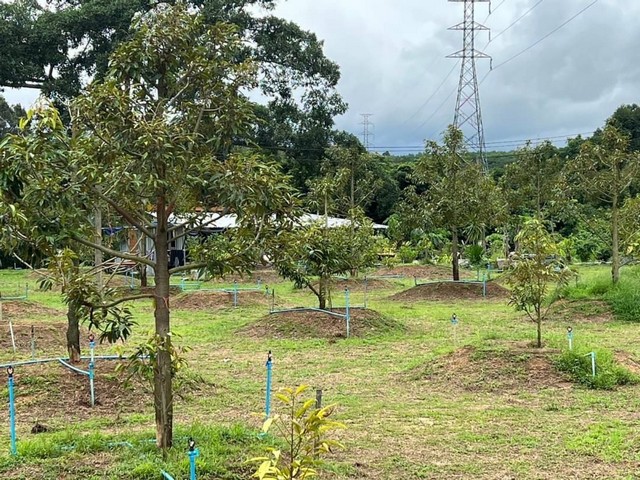 สวนทุเรียนเต็มพื้นที่พร้อมทำต่อ บ้านไฟน้ำครบ  อำเภอ ท่าใหม่ จังหวัด จันทบุรี
