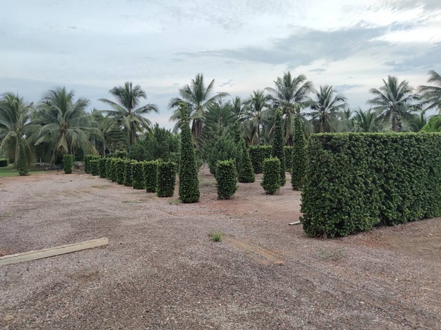 ขายที่ดินสวย 1-2-0 ไร่ ที่ถมแล้ว บ้านเกาะ สมุทรสาคร   ZW276 