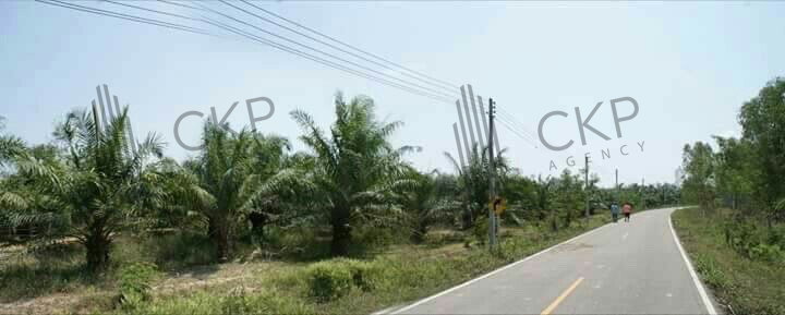 ขาย ที่ดินเปล่า สวนปาล์ม เก็บผลผลิตได้ ไม่ไกลจากหัวหิน ขนาด 9 ไร่ 184 ตร.วา ต.ไร่ใหม่พัฒนา อ.ชะอำ เพชรบุรี