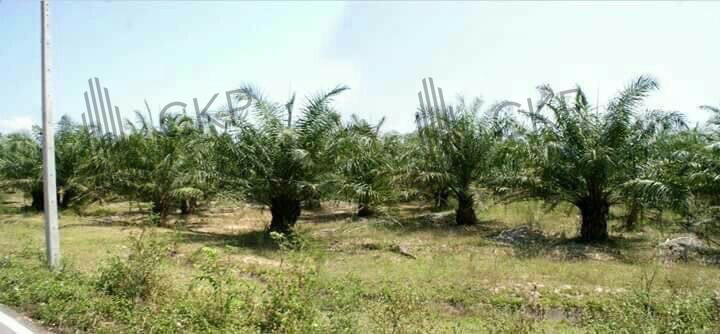 ขาย ที่ดินเปล่า สวนปาล์ม เก็บผลผลิตได้ ไม่ไกลจากหัวหิน ขนาด 9 ไร่ 184 ตร.วา ต.ไร่ใหม่พัฒนา อ.ชะอำ เพชรบุรี