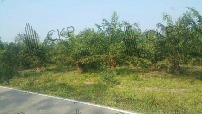 ขาย ที่ดินเปล่า สวนปาล์ม เก็บผลผลิตได้ ไม่ไกลจากหัวหิน ขนาด 9 ไร่ 184 ตร.วา ต.ไร่ใหม่พัฒนา อ.ชะอำ เพชรบุรี
