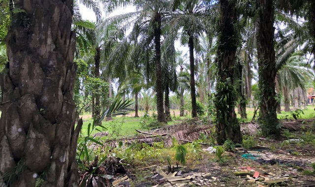 ขายที่ดินว่างเปล่าใกล้ โรงพยาบาลท่าชนะ อำเภอท่าชนะ จังหวัดสุราษฎร์ธานี PKK01-10447