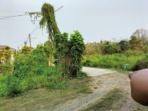 ขายที่ดิน 5-2-73 ไร่ (โฉนด 2 แปลงติดกัน) หน้ากว้าง 145 เมตร ลึก 69  เมตร ทำเลดี ด้านหน้าที่ดินติดถนนคอนกรีต ด้านหลังติดคลองวิหารแดง 