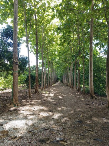 ขายที่ดินสวยสวนผลไม้สวนสักทอง และสวนยางพารา พร้อมเก็บเกี่ยวผลผลิต ที่ ต.ทรายขาว อ.สอยดาว จันทบุรี