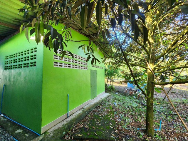 บ้านสวนทุเรียนสร้างใหม่สองหลังราคา3ล้านเท่านั้น เขตชุมนุมสูง จ.ระยอง