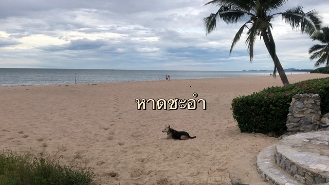 ที่ดินชะอำ 151 ตรว. ถูกที่สุดในโครงการที่ดินจัดสรรหน้ากว้าง ถนนกว้าง